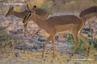 Impala 96-25-08